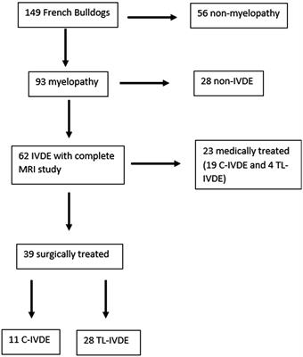 Clinical, magnetic resonance imaging, surgical features and comparison of surgically treated intervertebral disc extrusion in French bulldogs